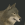 Wolf 25px.png