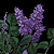 Lilacs.png