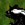 Skunk 25px.png