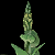 Mullein.png