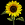 Sunflower.png