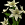 White Asiatic Lilly.png
