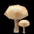 White Chanterelle.png