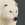 Polar Bear 25px.png