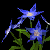 Blue Star Flower.png