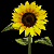 Sunflower.png