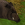 Boar 25px.png