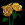 Yellow Rose.png