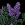 Lilacs.png